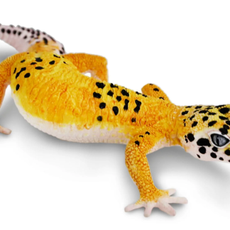 Figurina - Leopard Gecko
