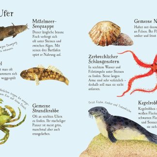 Naturfuhrer: Am Meer