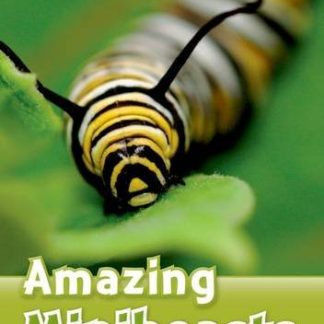 ORD 3: Amazing Minibeasts