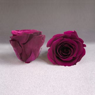 Fir de trandafir criogenat ciclam