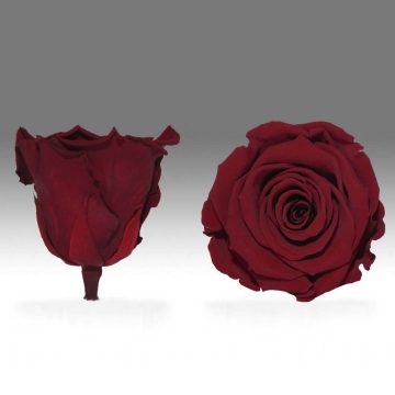 Fir de trandafir criogenat rosu Velvet
