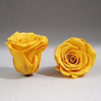 Trandafir criogenat galben Giftbox